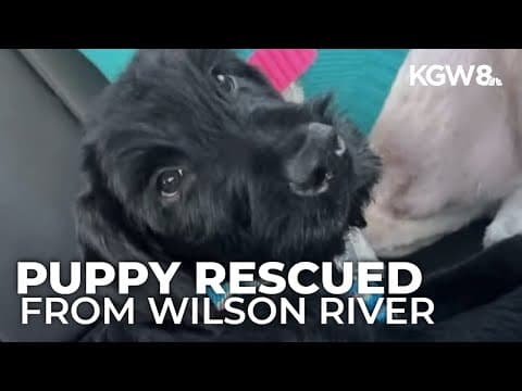 Fisherman rescues trapped puppy with broken leg on Wilson River