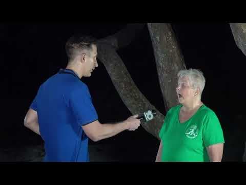 Volunteers are scanning beaches for signs of sea turtle nests