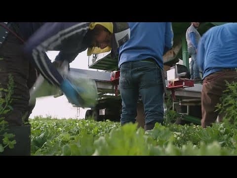 Deportations could impact the food available on your shelves, the labor department said