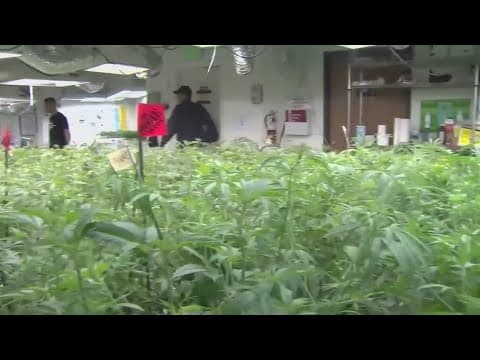 Ohio marijuana sales approved as part of 2023 ballot measure could begin by mid-June