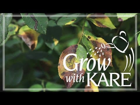 Grow with KARE: What plants to cut back in fall and which ones to leave standing