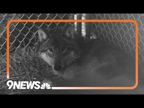 Colorado wolf euthanized after series of livestock attacks