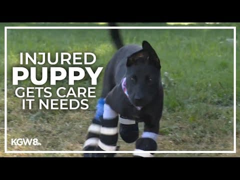 Severely burned puppy found in California now being cared for at Oregon dog rescue