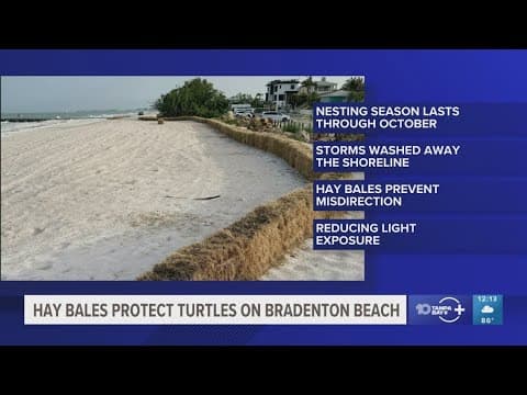 Hay bales put on Anna Maria Island to protect turtles