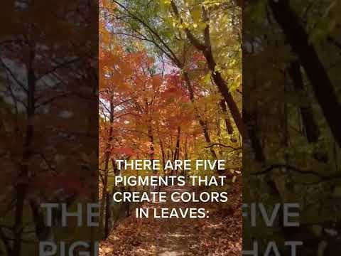 Fun facts about #fall color