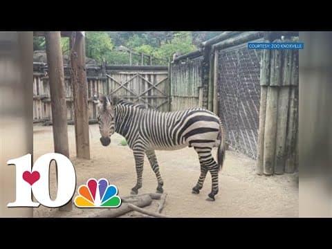Zoo Knoxville zebra dies after severely twisting small intestine