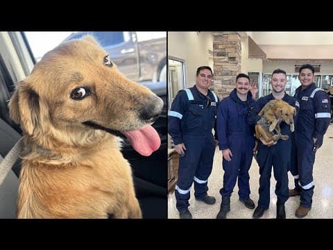 Dog survives more than a week inside shipping container at Port Houston, says Coast Guard