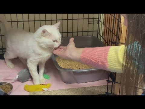 Family steps in to help feral cats who were rescued from a hoarder's home