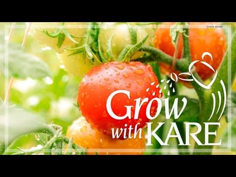 Grow with KARE: Watering techniques for tomato plants
