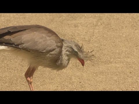 Zoo Day | Meet the red-legged seriema
