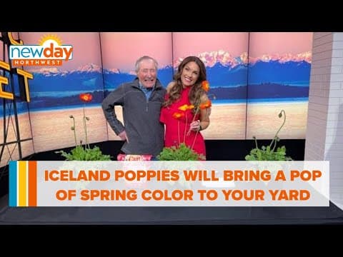 Iceland Poppies will bring a pop of spring color to your yard - New Day NW