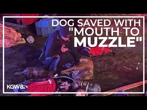 Good Samaritan saves dog with CPR after house fire