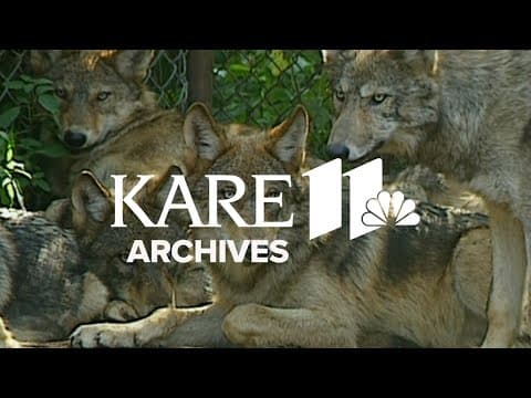 Wolf Pups (1998) | From the Archives