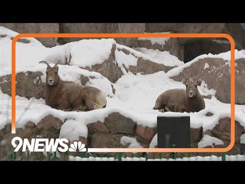 How the Denver Zoo keeps animal safe during cold weather