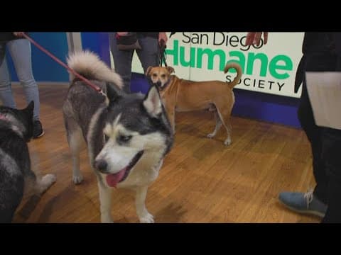 In August, San Diego Humane Society reducing fees to help animals find their forever homes