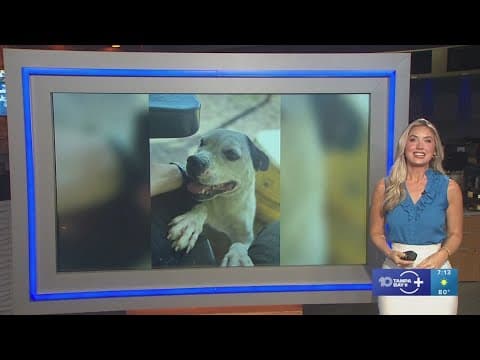 Rescued dog, Peony, looking for fur-ever home