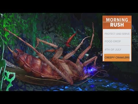 Perot Museum opens new exhibit inspired by bugs