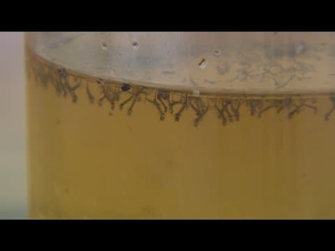 Rain, standing water create prime conditions for start of mosquito season