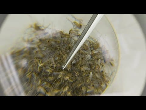 Here's a look inside the Mosquito Control Lab in Dallas County and how they find West Nile Virus