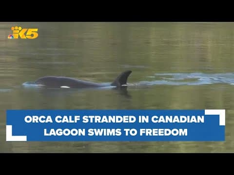 Orca calf stranded in Canadian lagoon for more than a month swims out