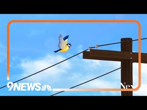 Flaming Bird Carcass Sparked Grass Fire In Colorado