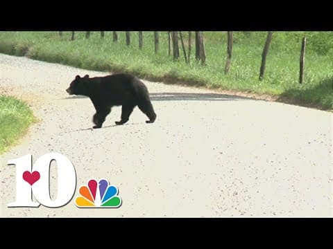TWRA: 20 bears humanely killed so far this year in Tennessee, mostly from Gatlinburg area