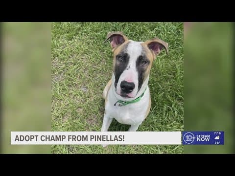 Champ from Pinellas County is looking for fur-ever home
