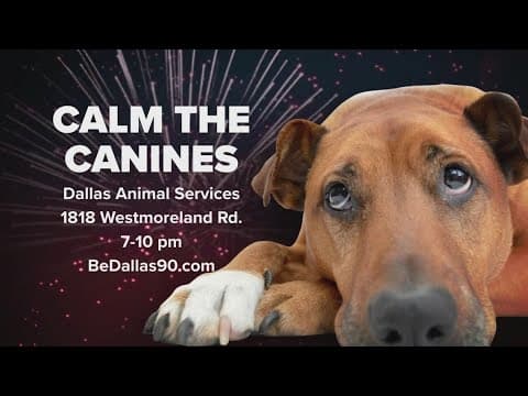 Dallas Animal Services looking for volunteers to comfort animals on Fourth of July weekend
