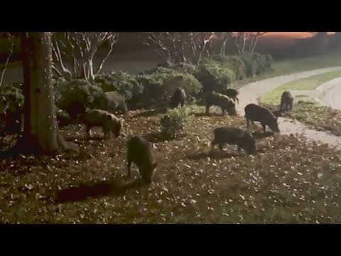 Feral hog invasion causes chaos for North Texas homeowners