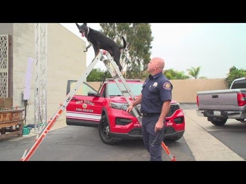 Get ready to unleash the fun | Annual Cardiff Dog Days of Summer