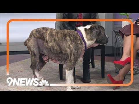 Petline9 | Senior dog needs forever home