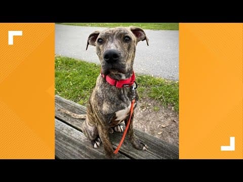 Pets of the Week: 6-22-2024