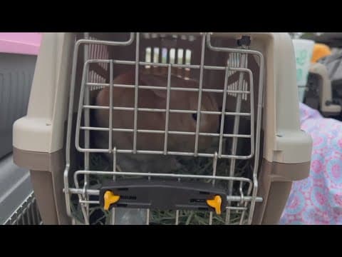 Humane Society of Southern Arizona leaders suspended over 250 missing animals from San Diego