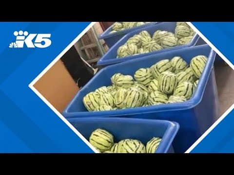 $5 million worth of meth discovered to be crudely disguised as watermelons at U.S. border