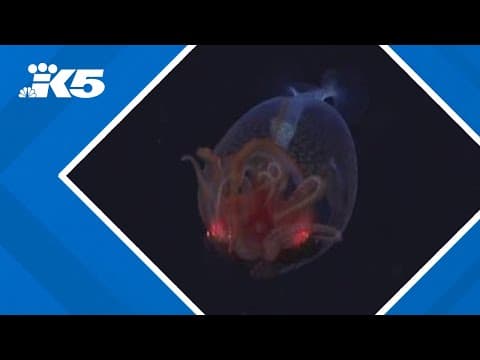 New footage of colossal squid released