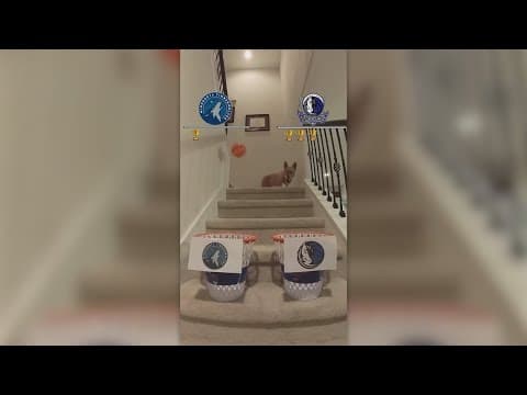 Air corgi predicts a Mavericks win!