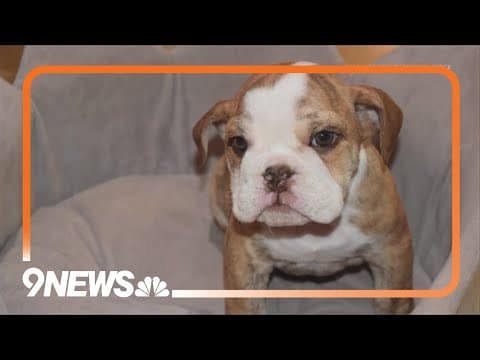 1 of 2 stolen puppies returned as police continue search for suspects