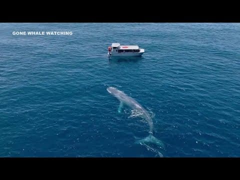 Gray whale migration numbers plummeting off North American Pacific Coast