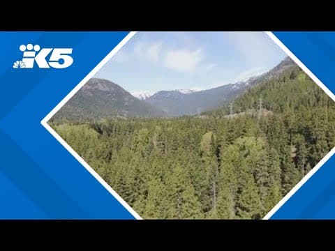 Can Washington forests offset cost of Canadian lumber tariffs?