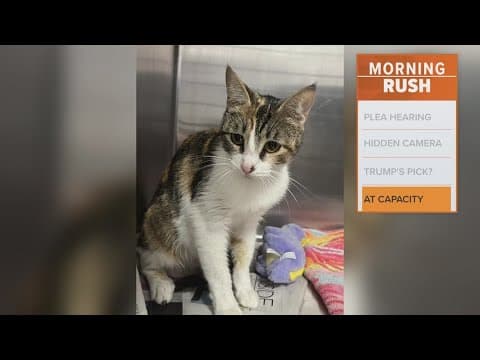 Dallas shelters over capacity for cats