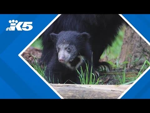 Bowie the sloth bear cub to venture into public spotlight