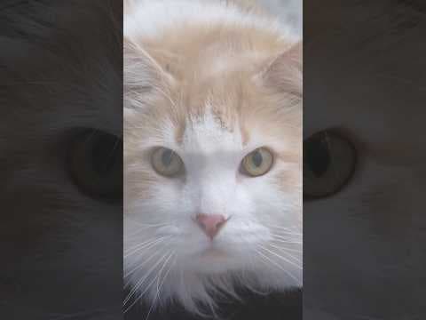 Humane Society rescues 124 cats from Crystal home