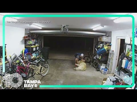 Golden retriever lies down for belly rubs from dog-loving bike thief in San Diego