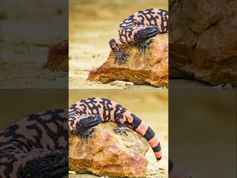 Gila monster 'latched' onto owner's hand, Colorado animal control report says