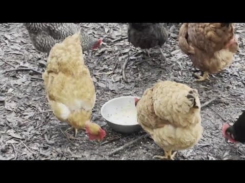 Second type of bird flu detected in U.S. dairy cows