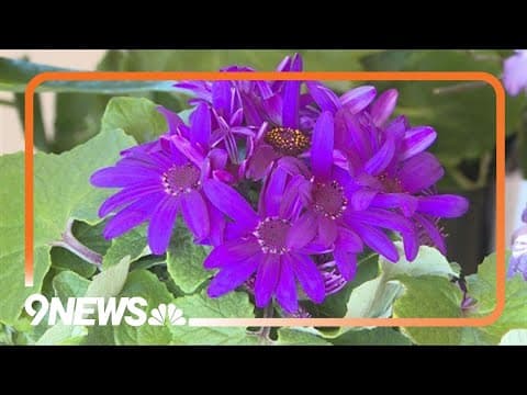 How to create an indoor winter garden