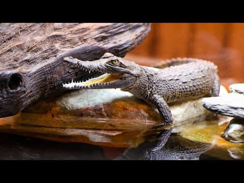 Newport Aquarium welcomes 3 baby crocodiles