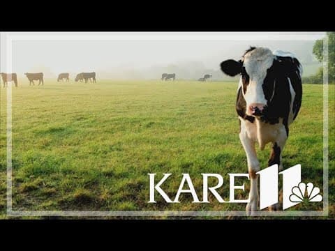 Bird flu returns, but this time, in different animals