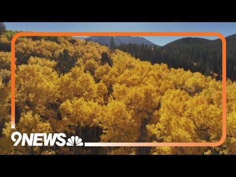 Here's the science behind Colorado's vibrant fall colors