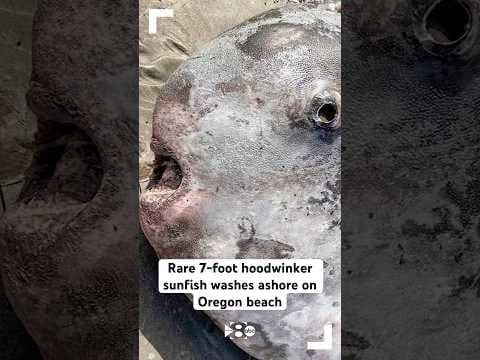 Rare 7-foot hoodwinker sunfish washes ashore on Oregon beach
